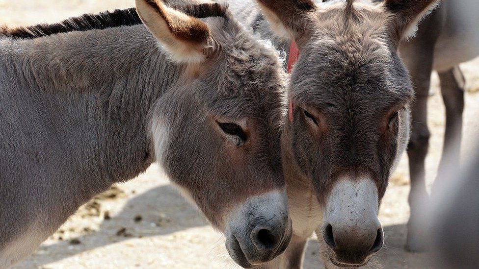 donkey slaughter