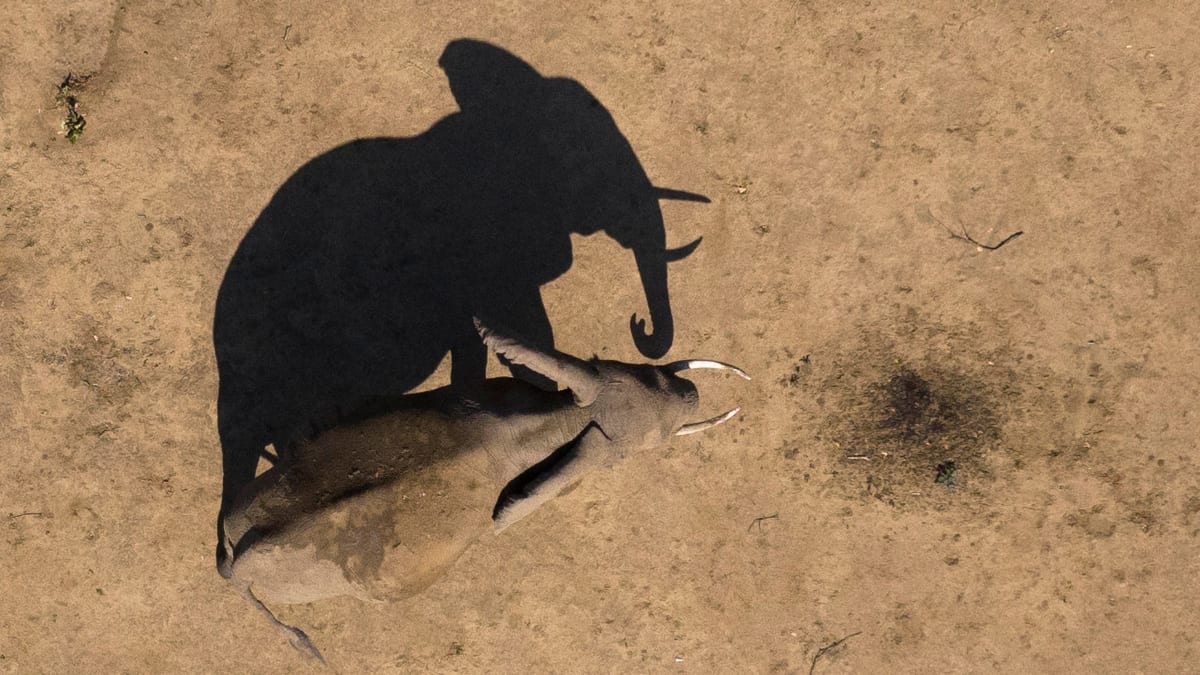 Elephants
