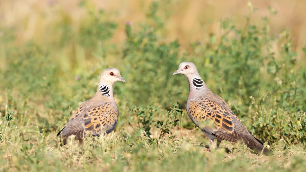 Landmark Global Report on Migratory Birds to Launch in Nairobi Ahead of Global Flyways Summit