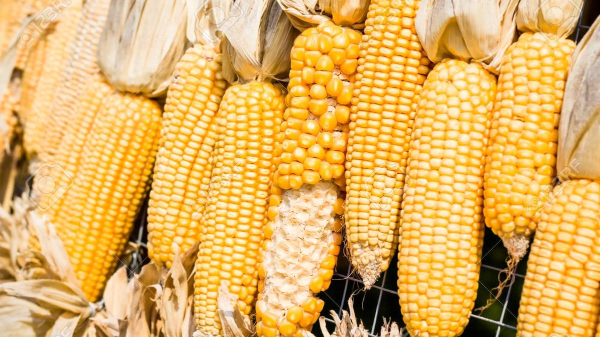 maize scandal