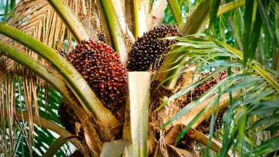 sustainable commodities