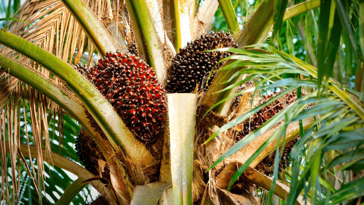 sustainable commodities