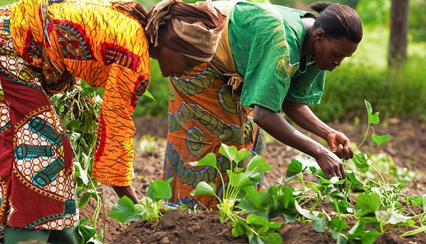 Tegemeo Institute of Egerton University to help commercialize small scale agriculture in Kenya