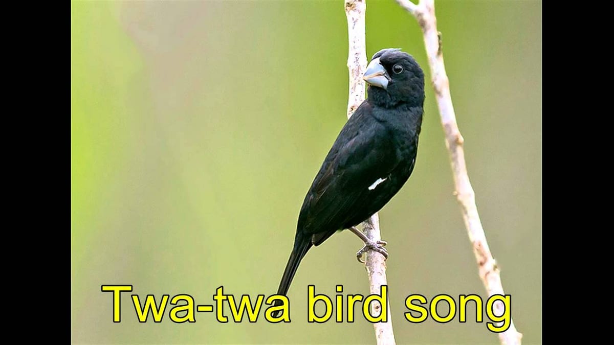 If twa twa is good, so is wamlambez