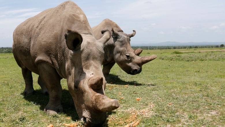 Kenya Is Saving The Northern White Rhino Through Laboratory Technologies